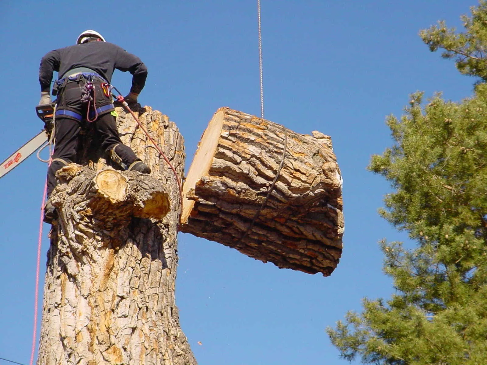Tree Trimming & Maintenance